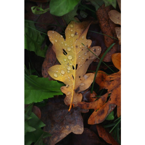 Canon EOS R50, White + RF-S 18-45mm F4.5-6.3 IS STM Kit Bezlusterkowiec 24,2 MP CMOS 6000 x 4000 px Biały-14112503