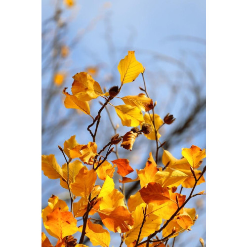 Canon EOS R50, White + RF-S 18-45mm F4.5-6.3 IS STM Kit Bezlusterkowiec 24,2 MP CMOS 6000 x 4000 px Biały-14112504