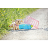 Interaktywny piesek Labrador Lucky na smyczy Baby Born-21768689