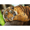 Puzzle 500 elementów Portret tygrysa-4437266