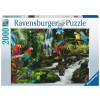 Puzzle 2000 elementów Papugi w dżungli-7846718