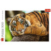 Puzzle 500 elementów Portret tygrysa-8964698