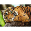 Puzzle 500 elementów Portret tygrysa-8964699